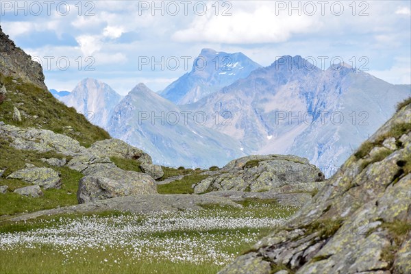 Lake with lots of cottongrass