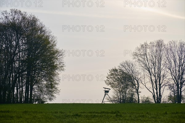 Meadow landscape