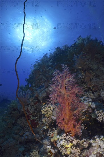 Hemprich's tree coral