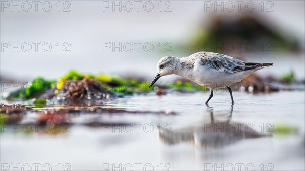 Sanderling