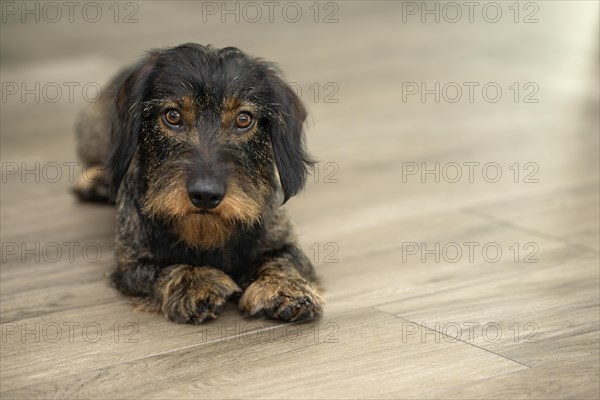 Rough-haired dachshund