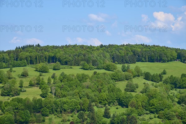 Forest landscape