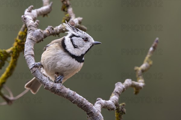 Crested Tit