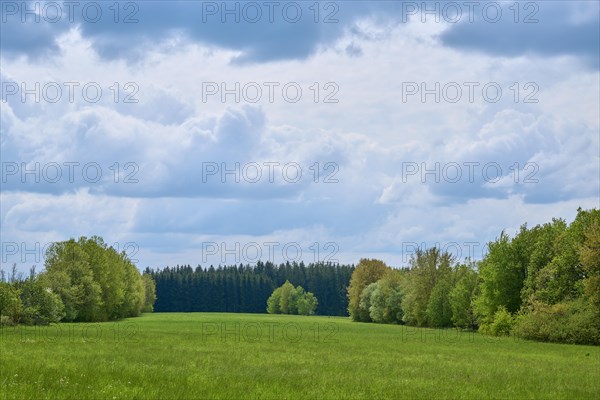 Forest landscape