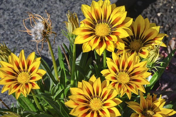 Red-yellow gazania