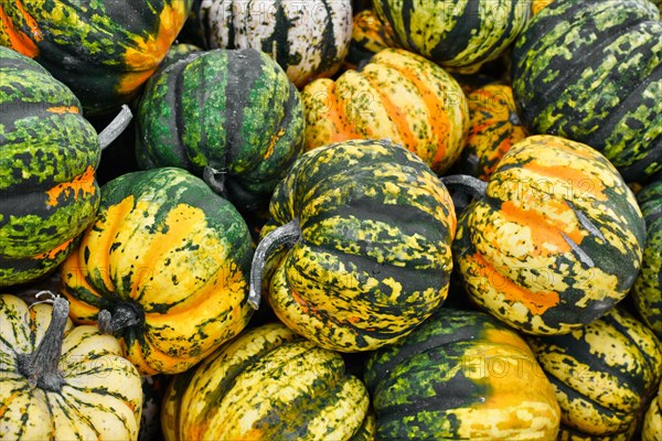 Pile of small colorful orange