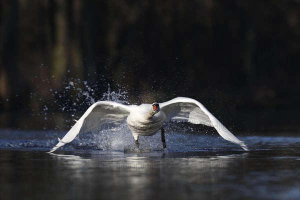 Mute Swan