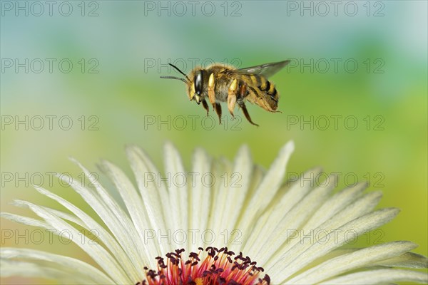 European wool carder bee