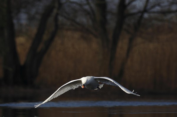 Mute Swan