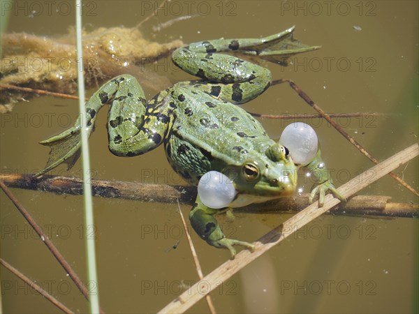 Pool frog