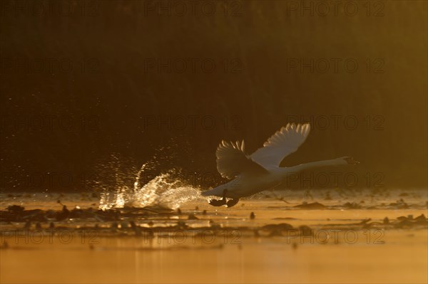 Mute Swan