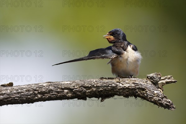 Barn swallow