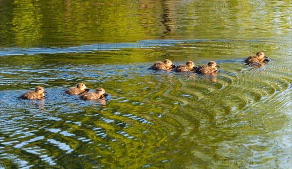 7 eurasian teals