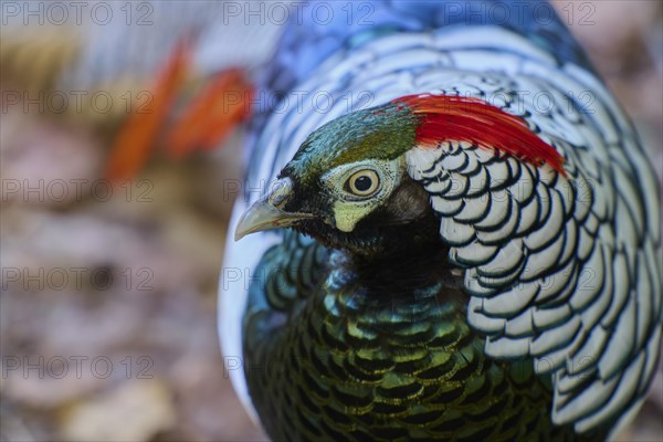 Lady Amherst's Pheasant