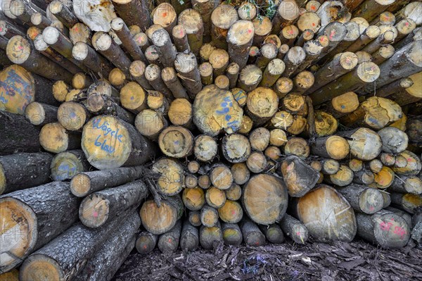 Stacked Baom logs in a sawmill