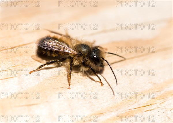 Red mason bee