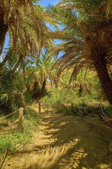 Upshot of Preveli palm forest