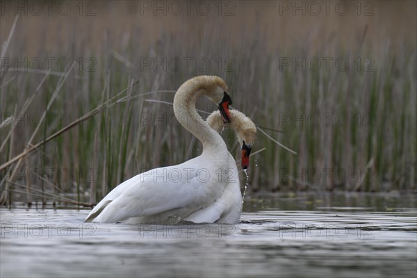 Mute Swan