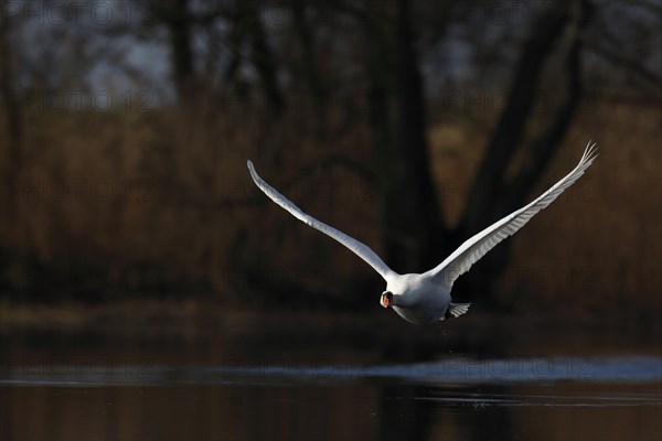 Mute Swan