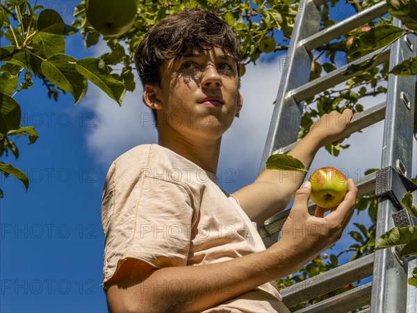 Young man on ladder picking apples on tree