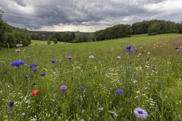 Rainy weather with meadow and farm