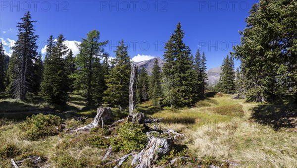 Nature experience trail through the Rauris primeval forest