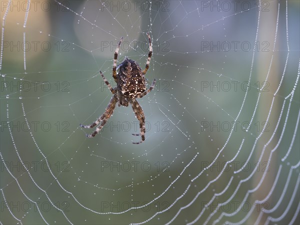 European garden spider