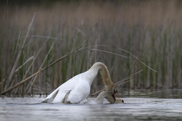 Mute Swan