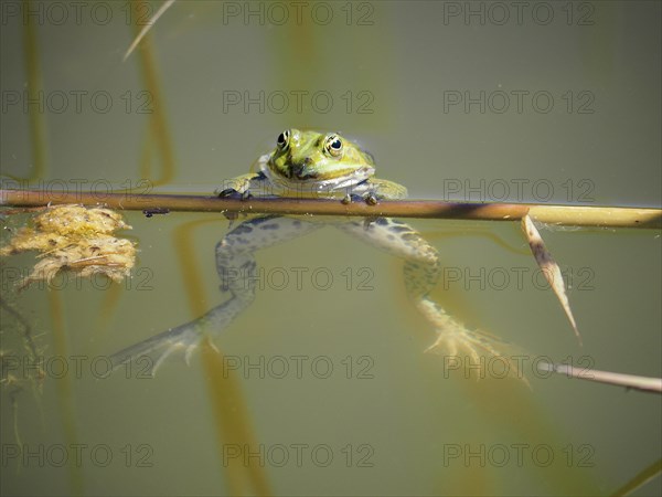 Pool frog