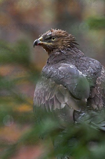 Lesser spotted eagle