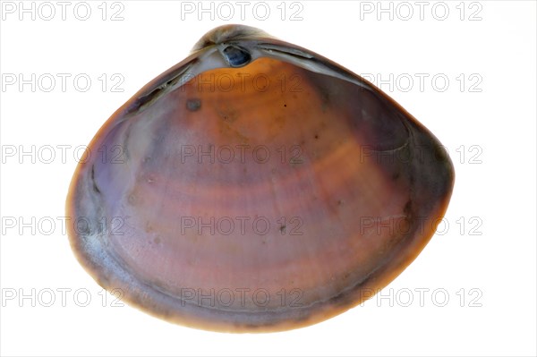 Rayed trough shell