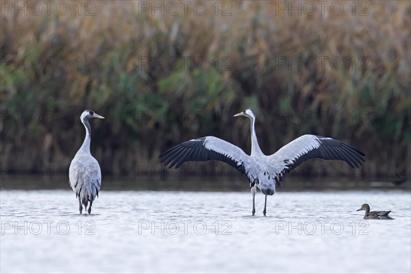 Two common cranes