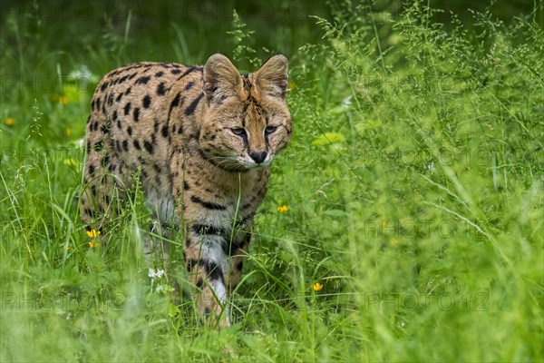 Serval