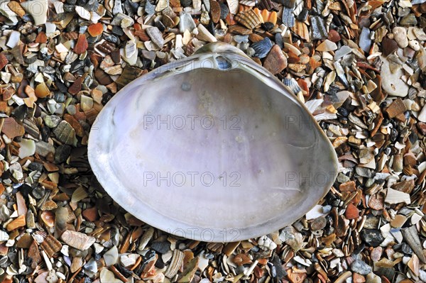 Rayed trough shell