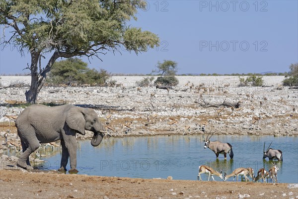 African bush elephant