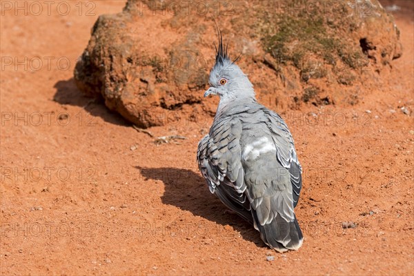 Crested pigeon