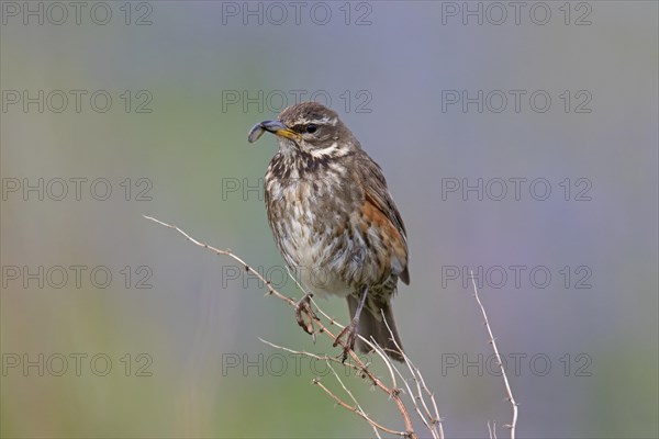 Redwing