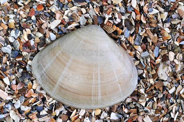 Rayed trough shell