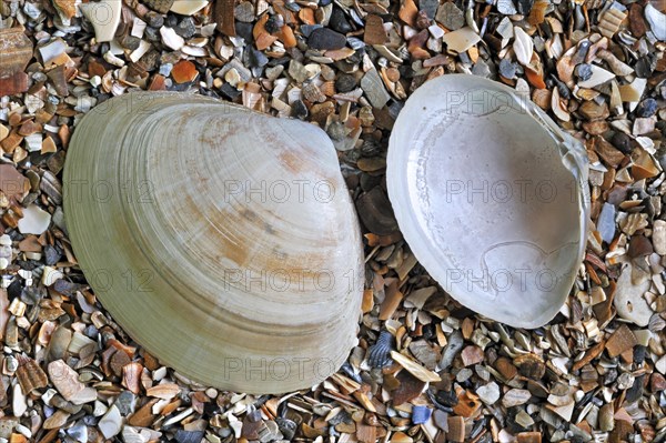 Rayed trough shells