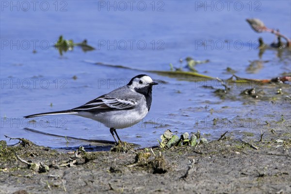 White wagtail