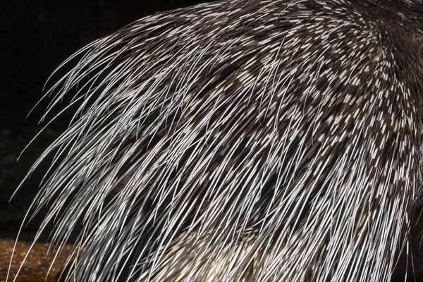 Close-up of rump with multiple layers of keratin