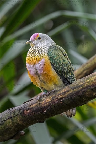 Rose-crowned fruit dove