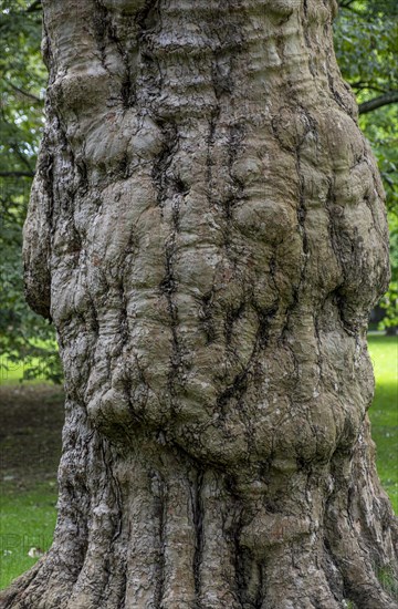 Tree trunk in a meadow in Luisenpark