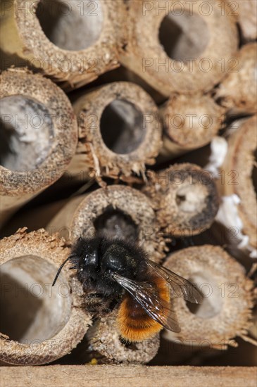 Mason bee