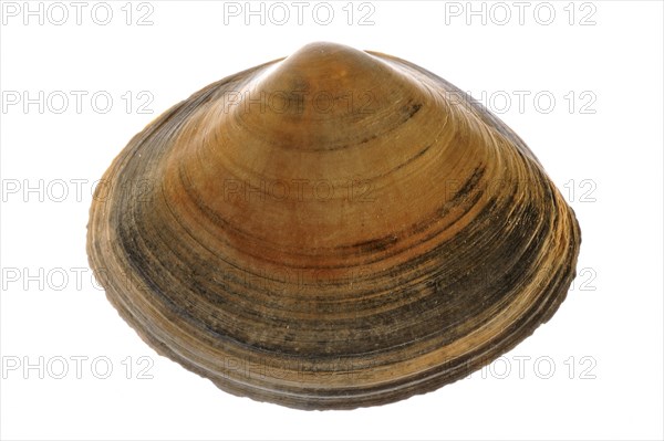 Rayed trough shell