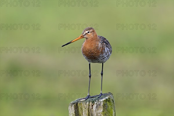 Black-tailed godwit