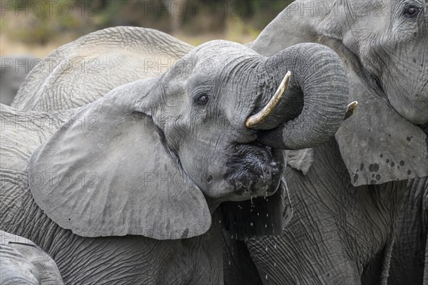 African elephant