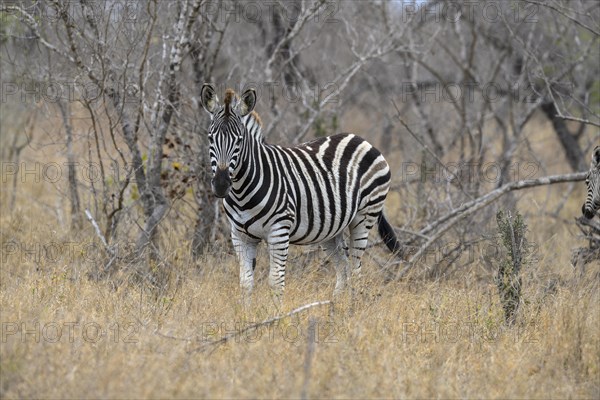 Plains zebra