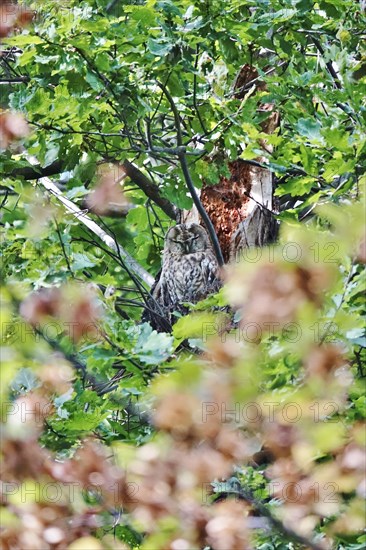 Tawny Owl