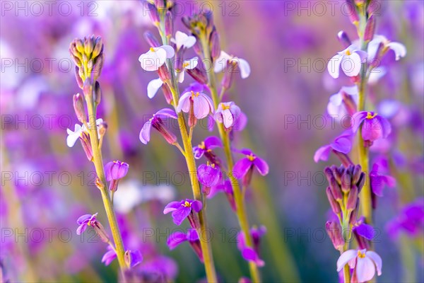 Purple mountain flowers at the top in the Roques de Gracia and the Roque Cinchado in the Teide natural of Tenerife